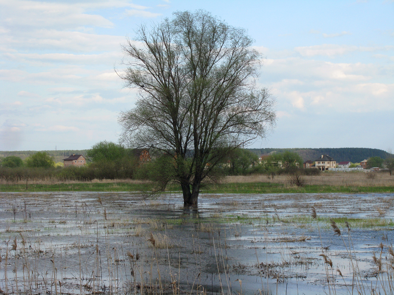 Дерево серед затоплених луків. Бортничі, весна