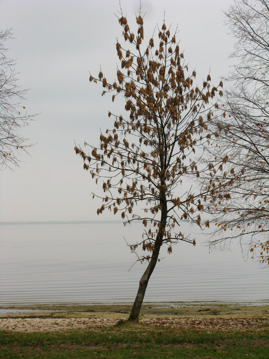Дерево на березі Кременчуцького водосховища в Черкасах