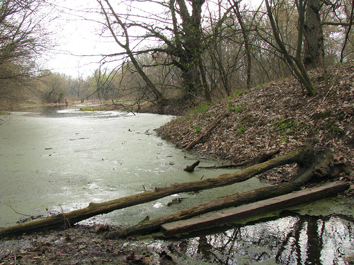 кладка з гілок через затоку. Жуків острів, Київ, 2008